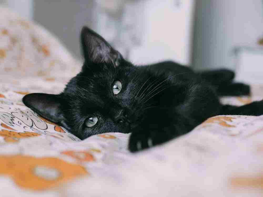 Leisure time of black ragdoll cats