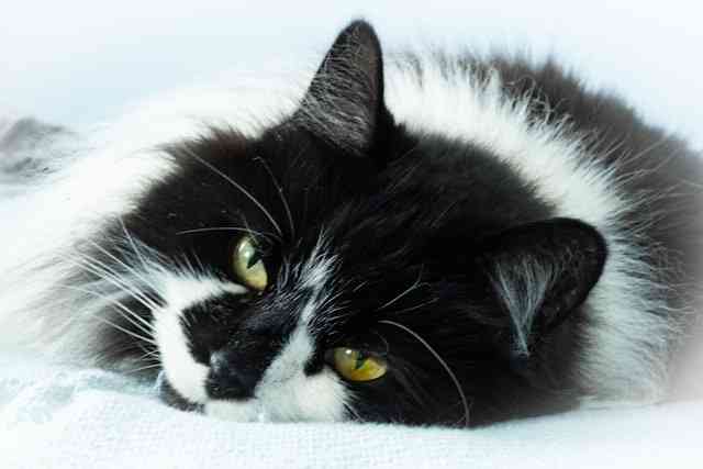 Lazy Black and White Ragdoll Cat