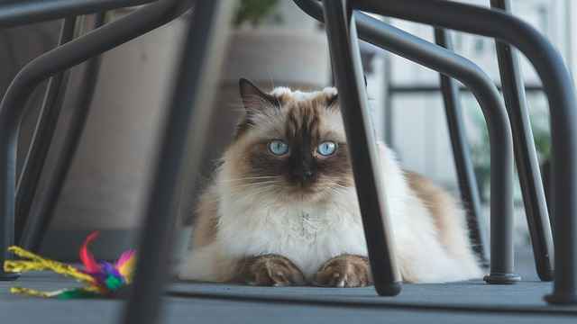 Caged brown ragdoll cat