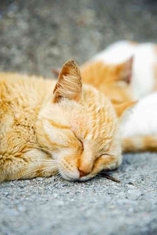 brown kitten is sleeping 