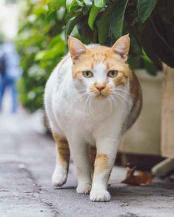 Discover orange and white ragdoll