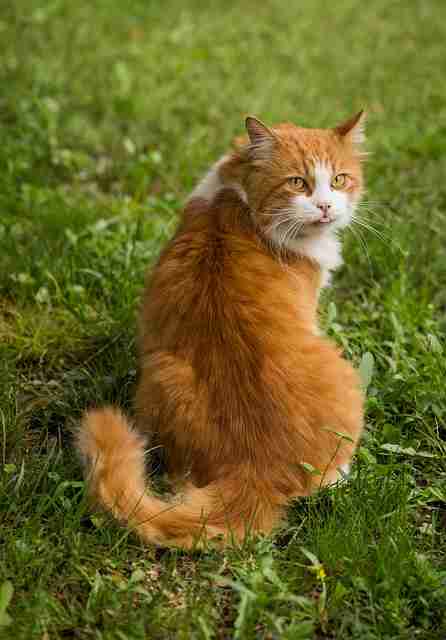 Maine Coon Cat in a meadow