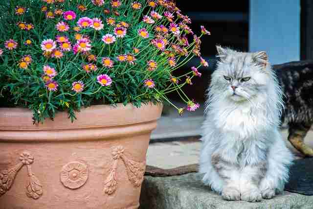 Blue Persian cat standing alongside a flowering plant.