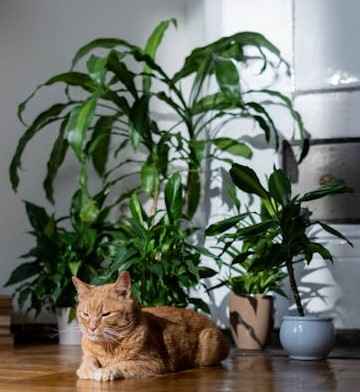 Cat in shed of a plant