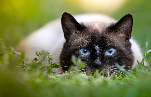 Siamese Cat ready to attack its prey