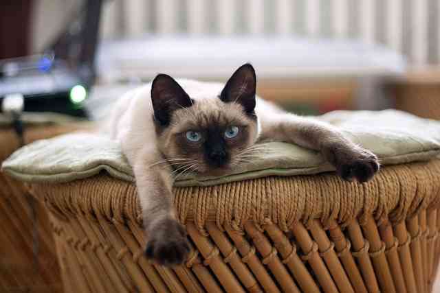 Siamese Mix Cat in relaxing phase