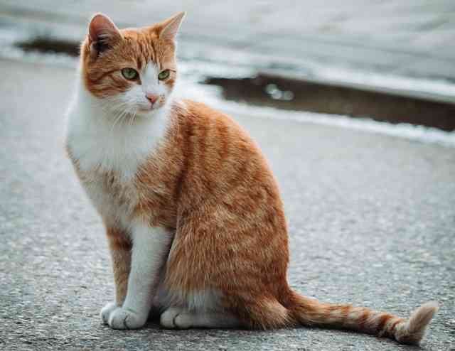 A stray orange ragdoll cat