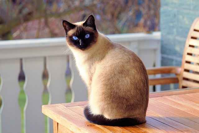 Beautiful black and white Siamese Cat