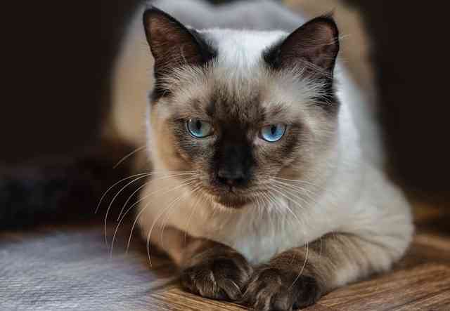 beautiful  and health white and brown cat 