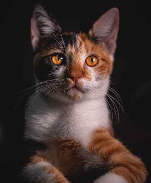 Orange Ragdolls cats