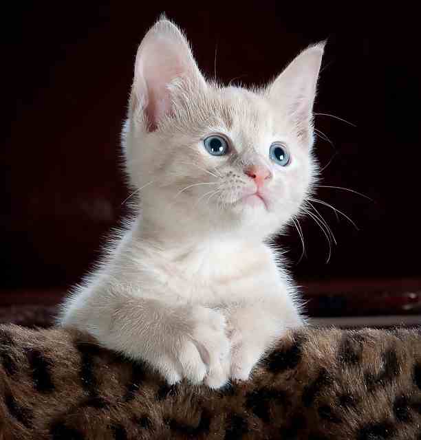 A kitten from Persian breed