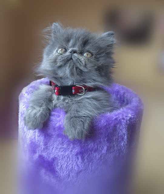 A blue kitten in a velvety vase