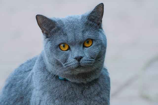 A healthy blue cat from Persian Breed