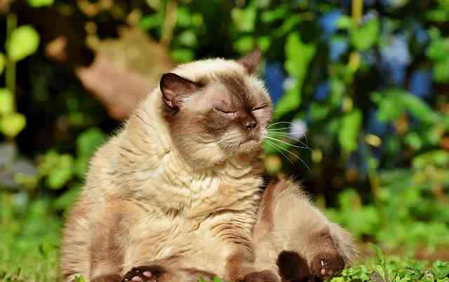 An older cat getting heat from sun