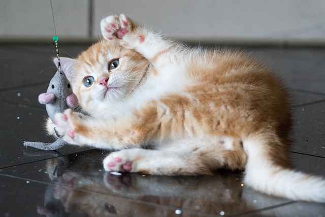 a relaxing shorthair cat