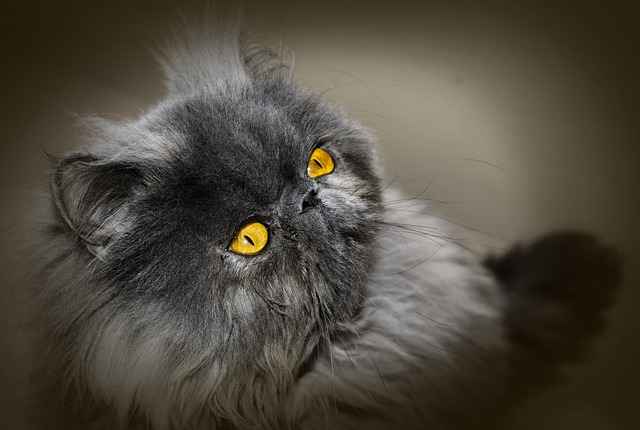 Bright eyes of a Persian Cat