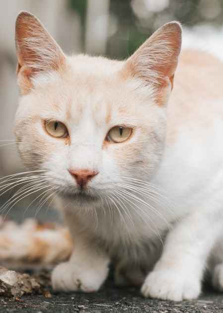 Little white and orange ragdolls cat