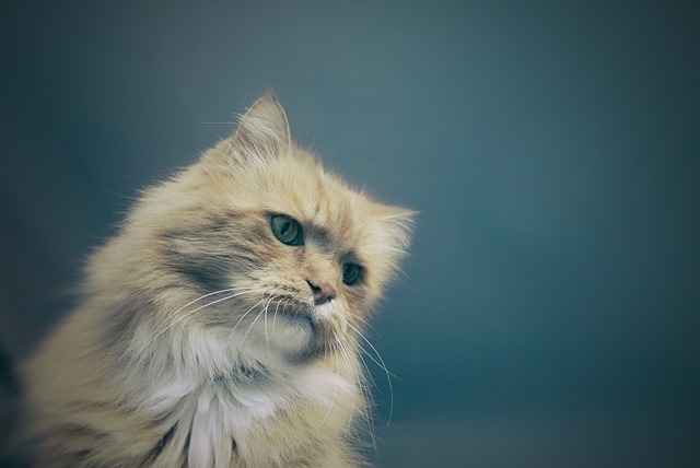 cat breed