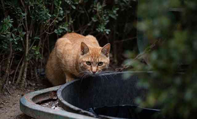 A stray orange cat
