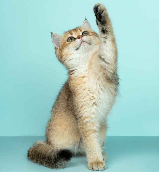 Orange cat while doing stunts