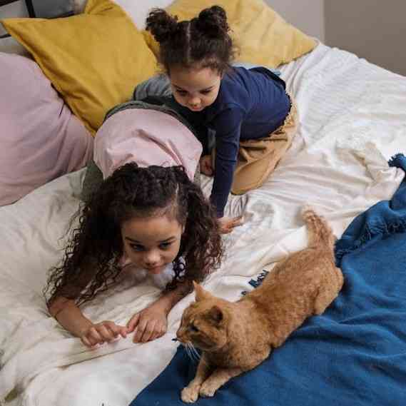 Orange cat playing with kids