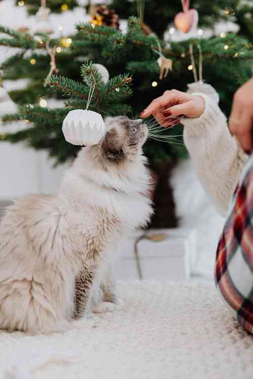 Ragdoll playing with a girls