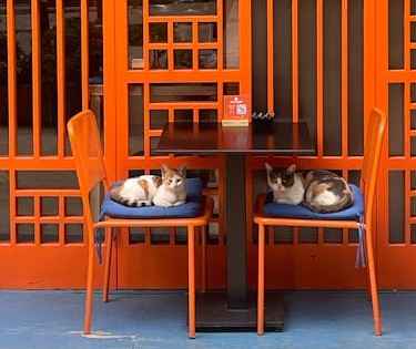 ragdoll in front of an orange grill