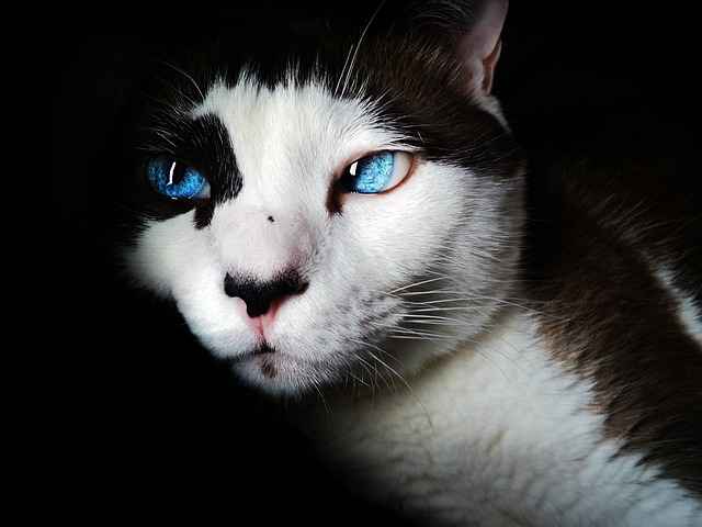 Siamese cat sitting in shadow