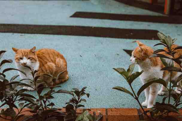 Orange Ragdoll cats