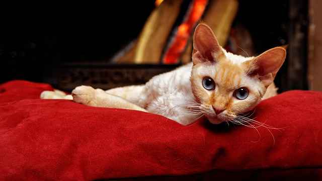 Devon Rex kittens sitting comfortably