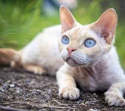 Devon Rex kitten sitting on wood