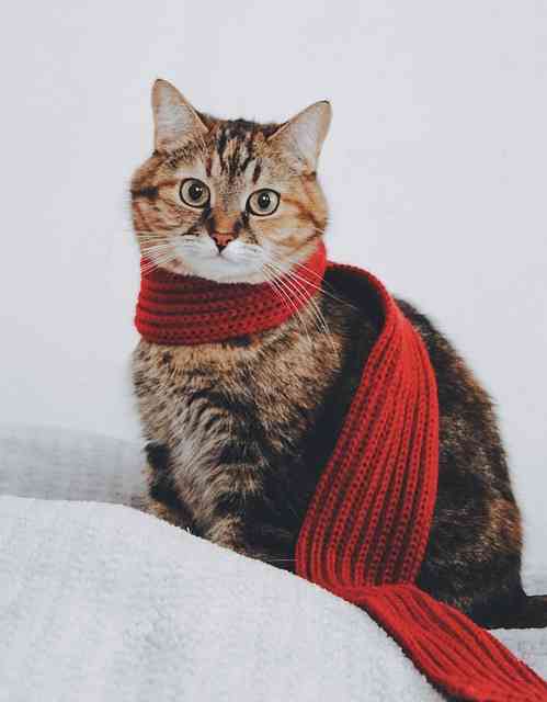 Siamese cat mix in colored dress