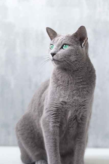 Russian blue cat in up right posture