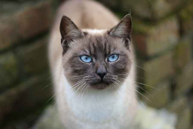 Lynx cat