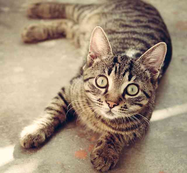 Tabby Cat from Siamese breed