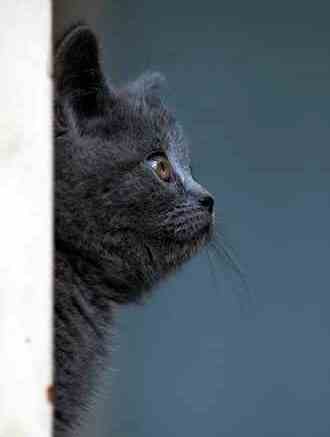 Side view of black cat