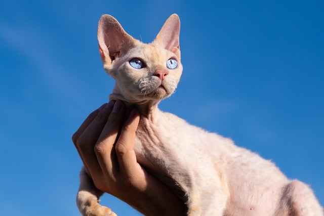 Weak and ugly Rex kitten in its owner's hands