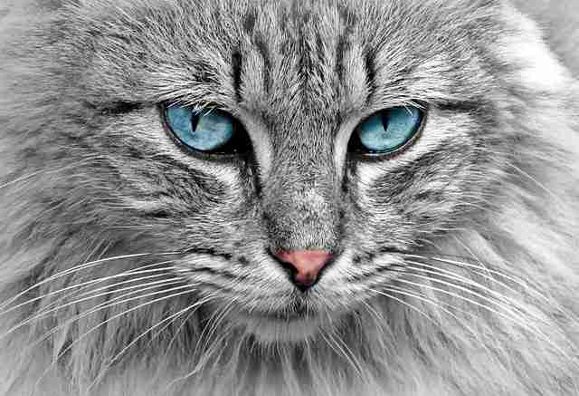 Beautiful eyes of a Bengal silver cat