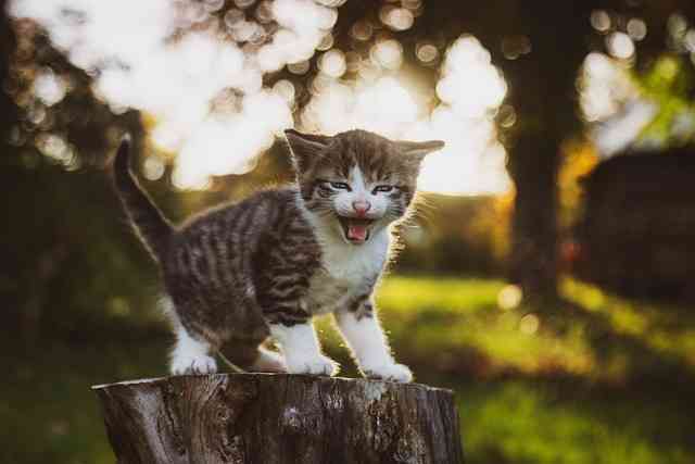 A beautiful kitten in a meadow