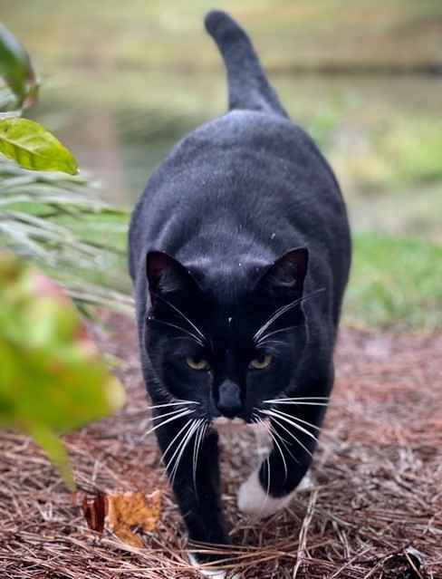 Black American shorthair cat