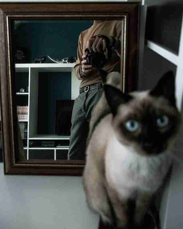 Black Siamese cat with its owner