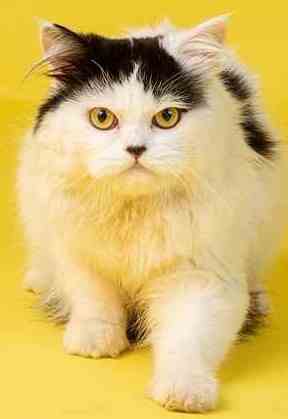 Black and white Persian cat