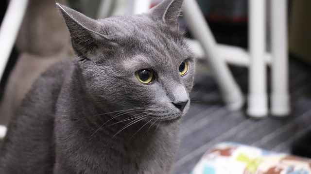Cat in silent mood