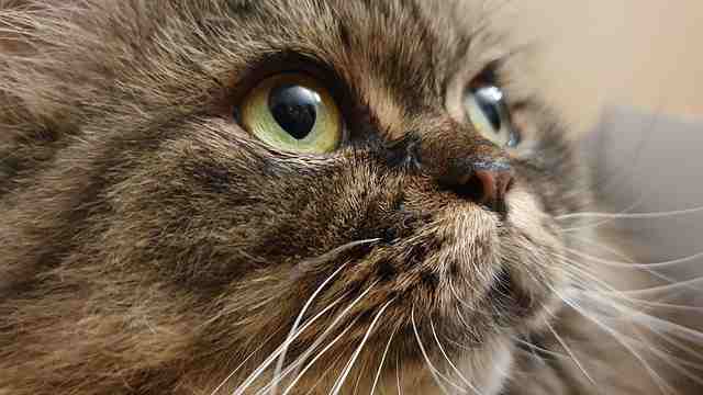 Closeup of a cat's eyes