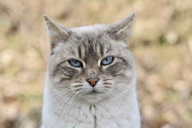 innocent silver Bengal cat