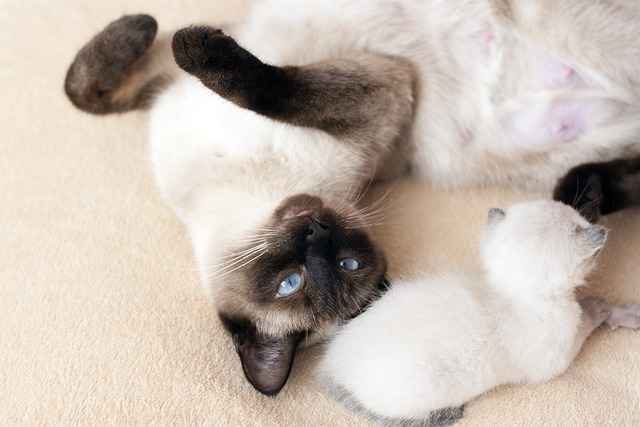 Lively picture from  Siamese cat breeders home