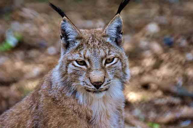 Wildlife of a cat