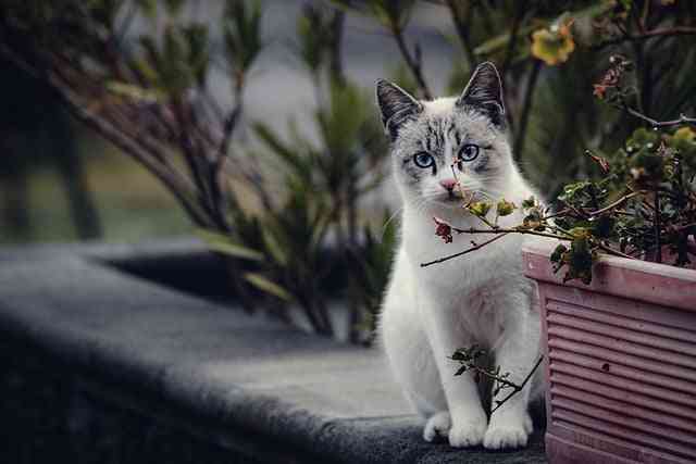 Ragdoll cat in a meadow