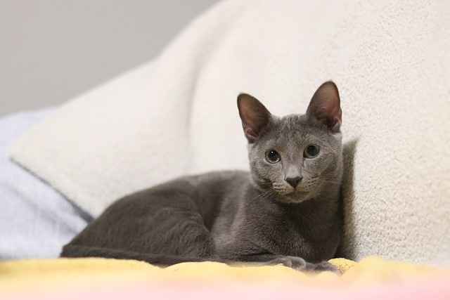 Sidelined cat