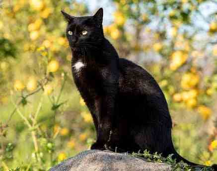 A tall and healthy cat